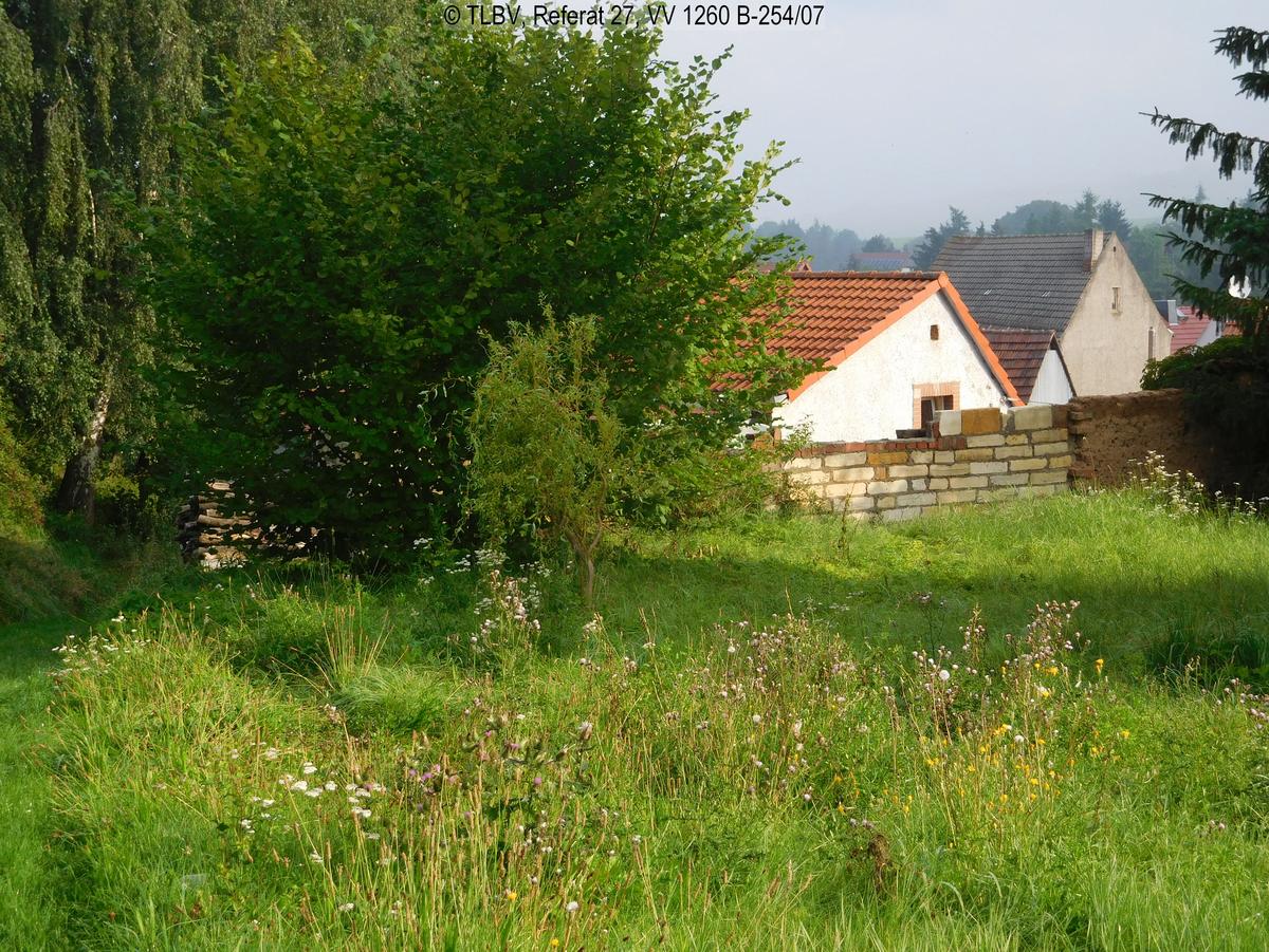Bäume und Sträucher auf der Wiese