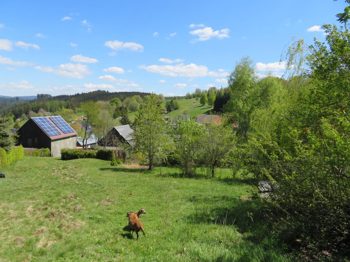 Wiese mit Bäumen und zwei Ziegen